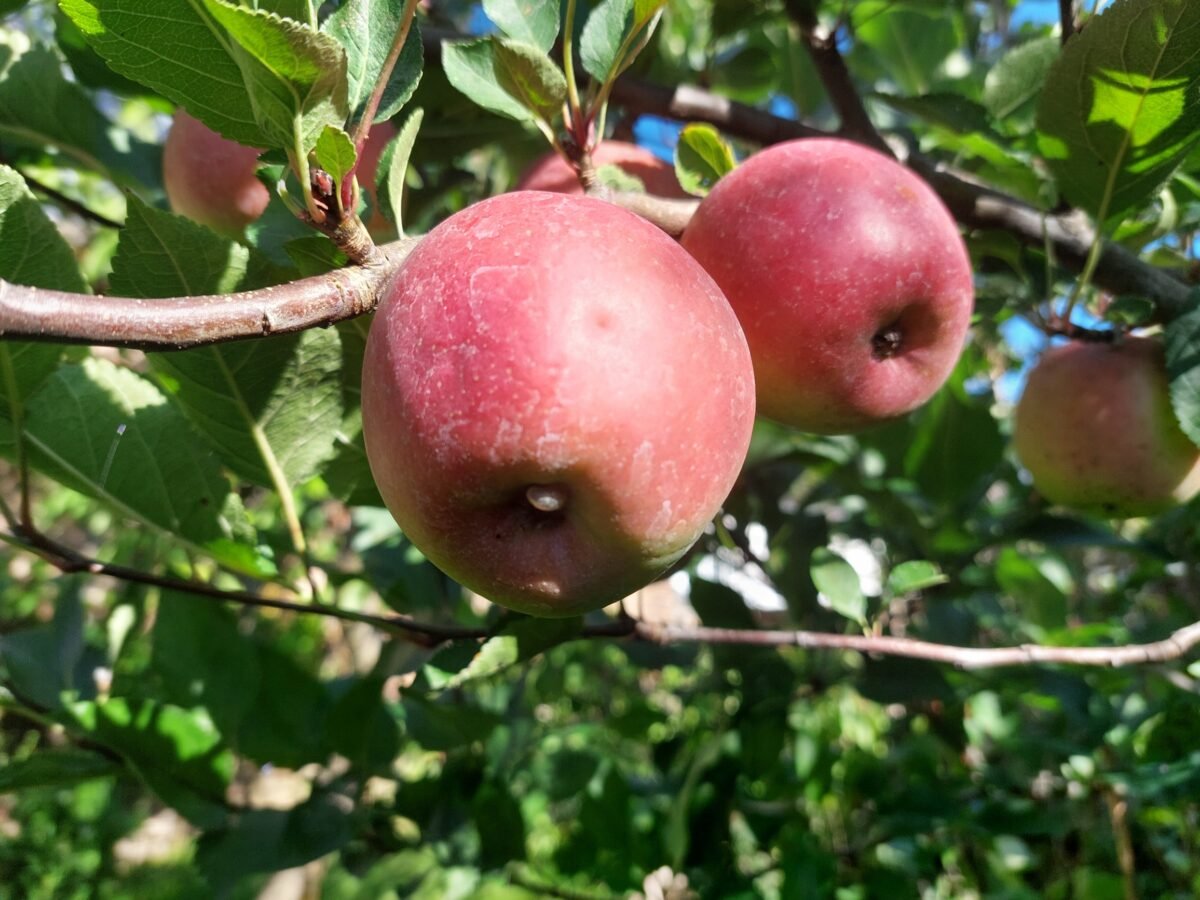 Apfelbaum
