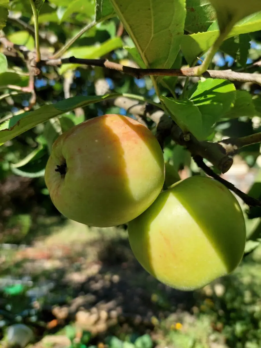Äpfel