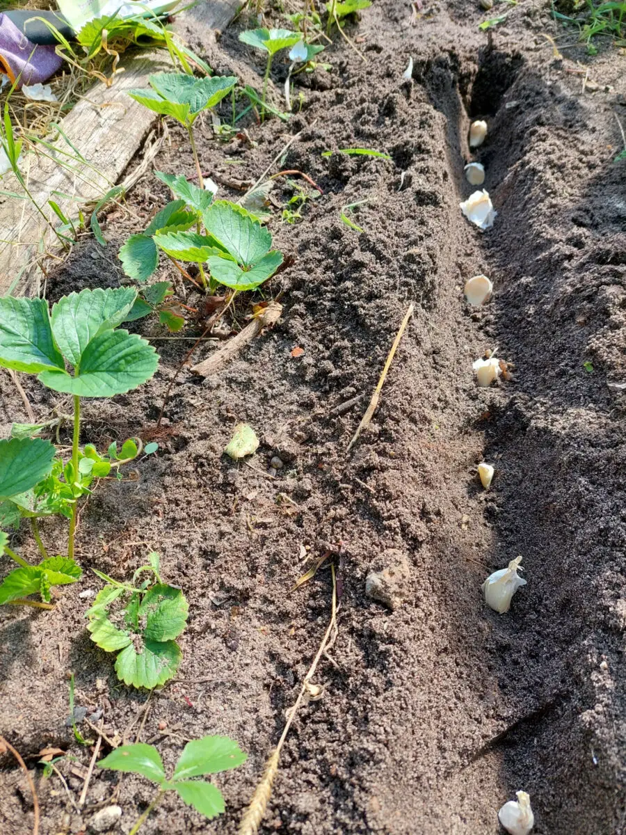 Knoblauch