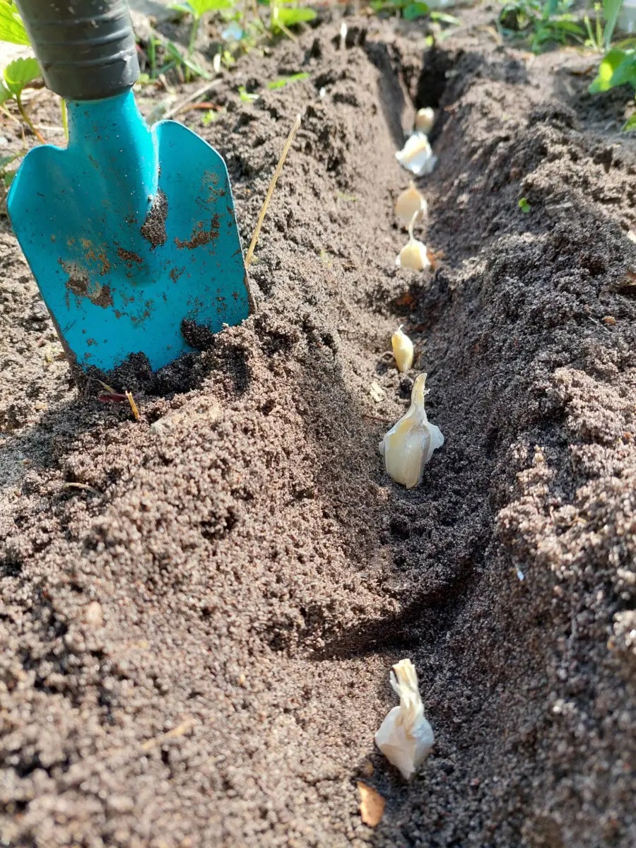 Knoblauch
