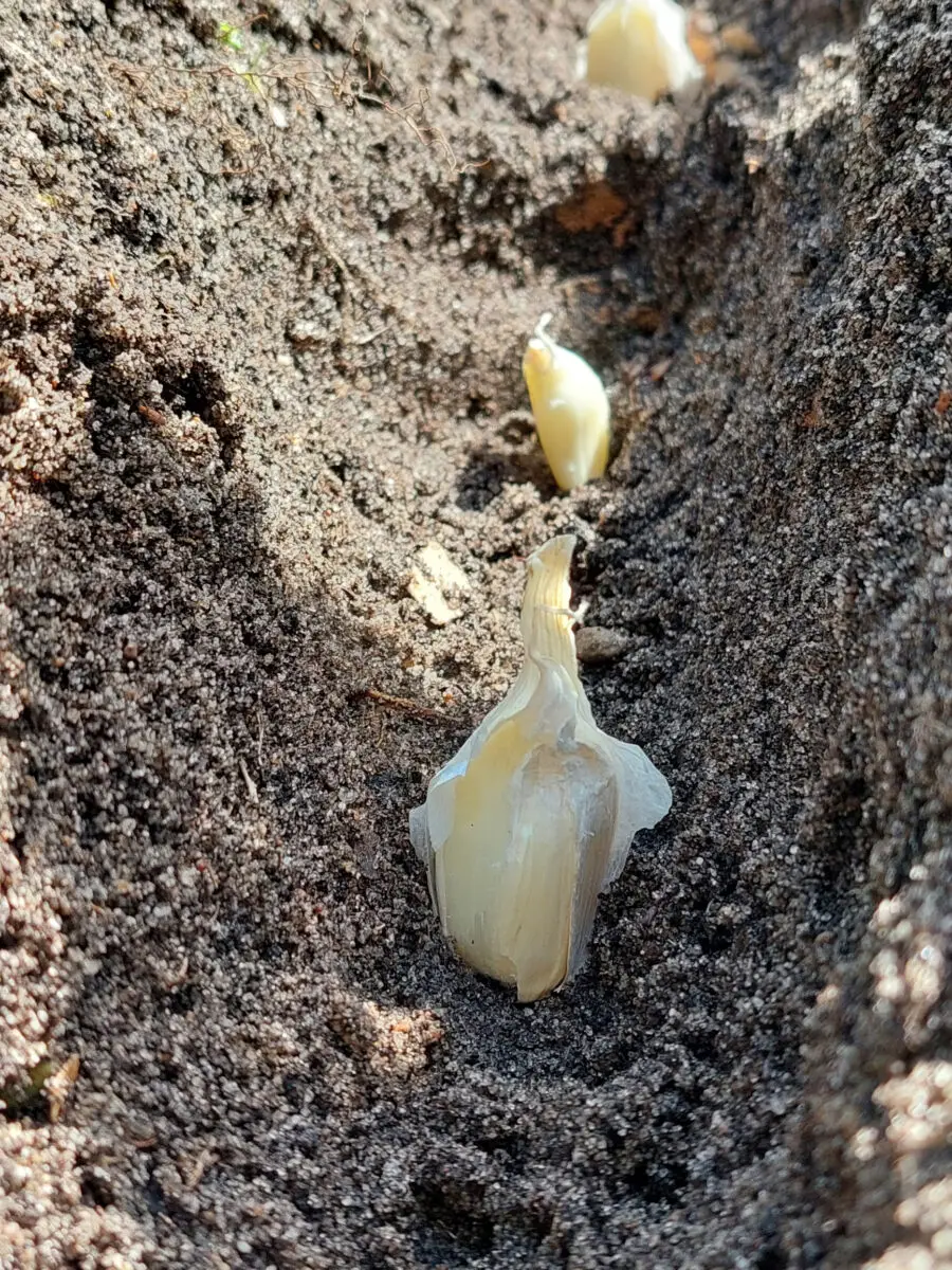 Knoblauch
