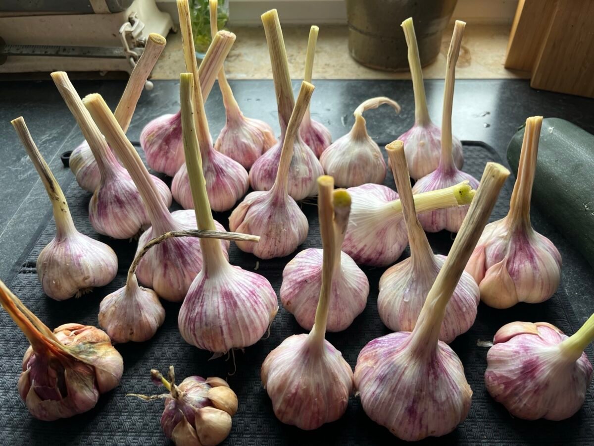 Knoblauch