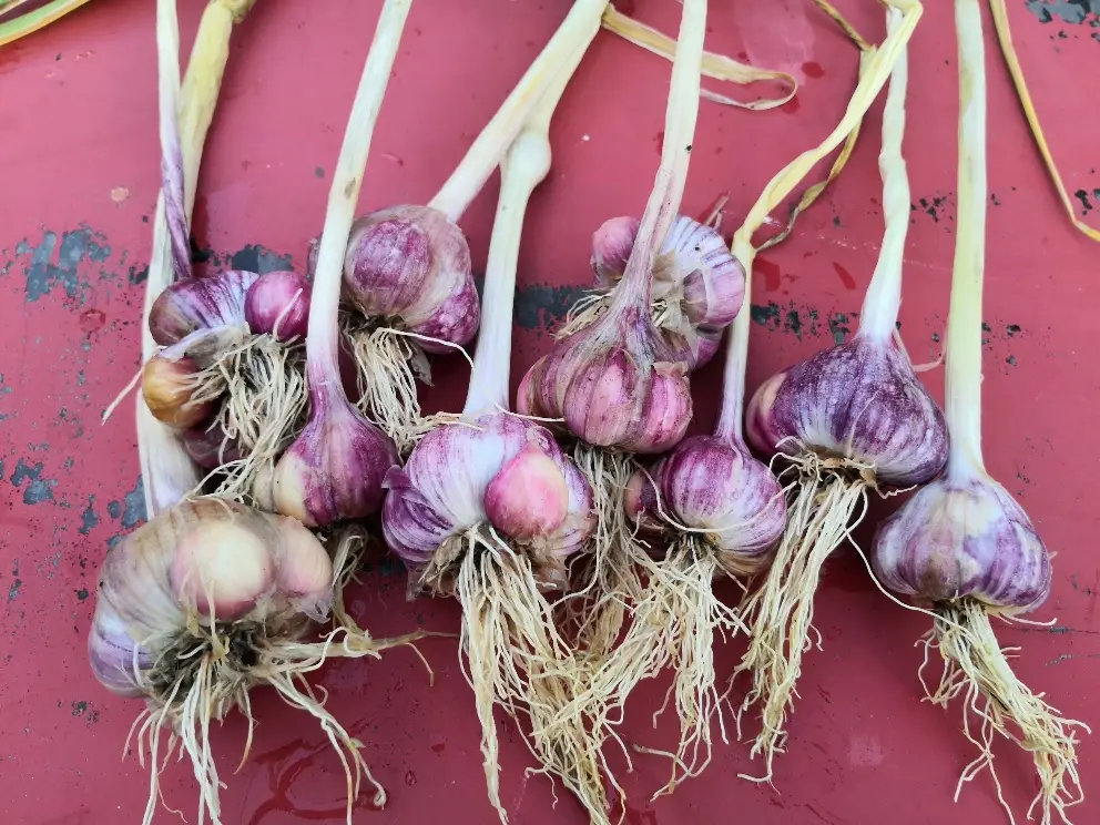 Knoblauch