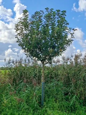 🍏 Goldparmäne – Baumpatenschaft