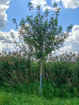 🍏 Goldparmäne – Baumpatenschaft
