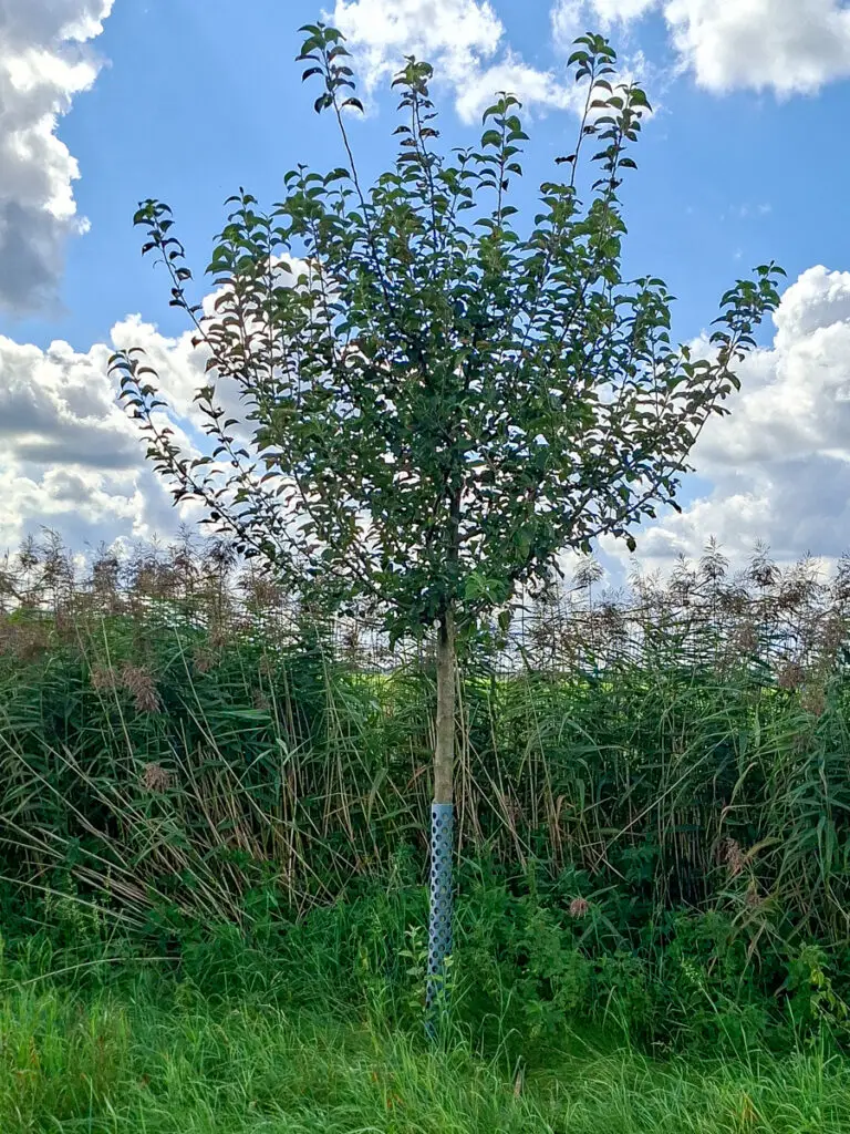 02 Apfelbaum