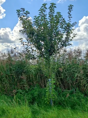 🍏 Goldparmäne – Baumpatenschaft