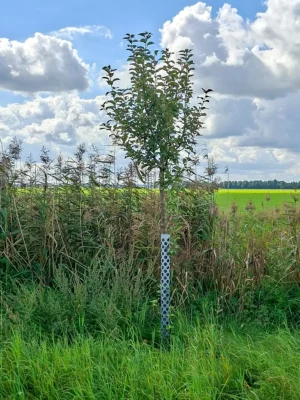 🍏 Goldparmäne – Baumpatenschaft