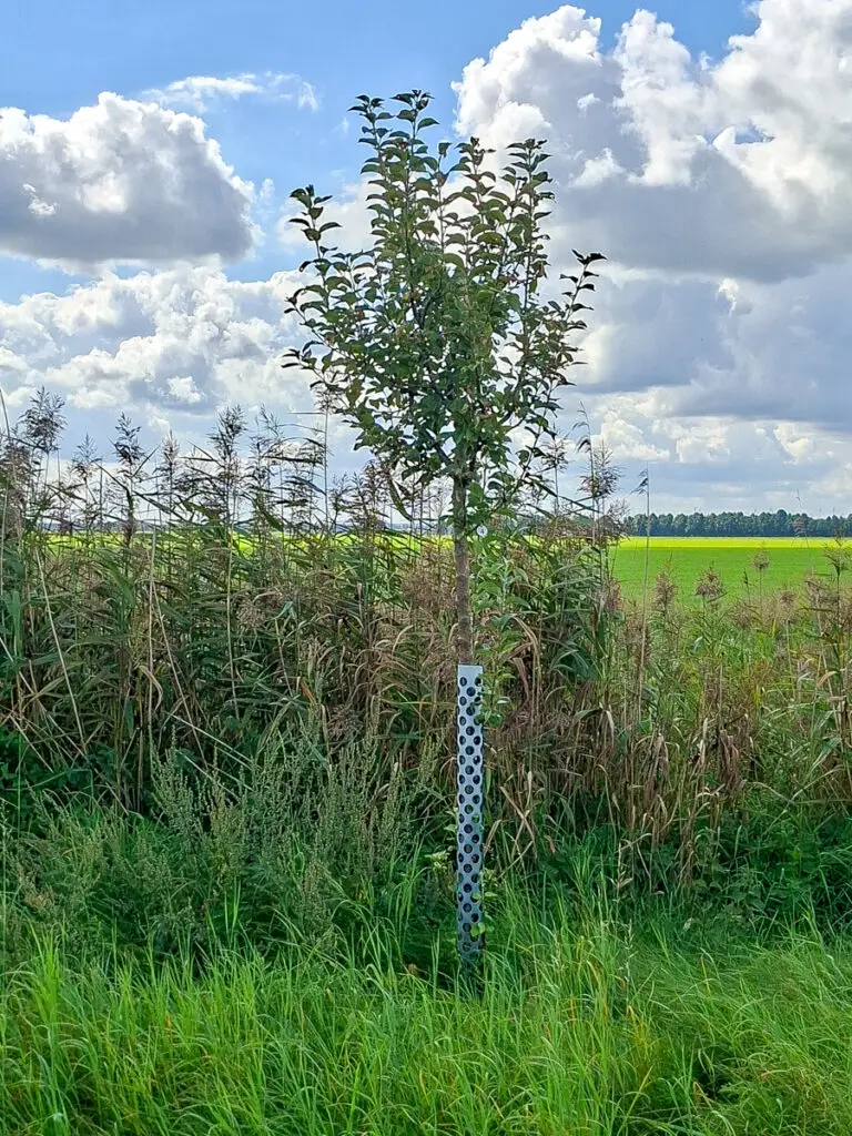 04 Goldparmäne