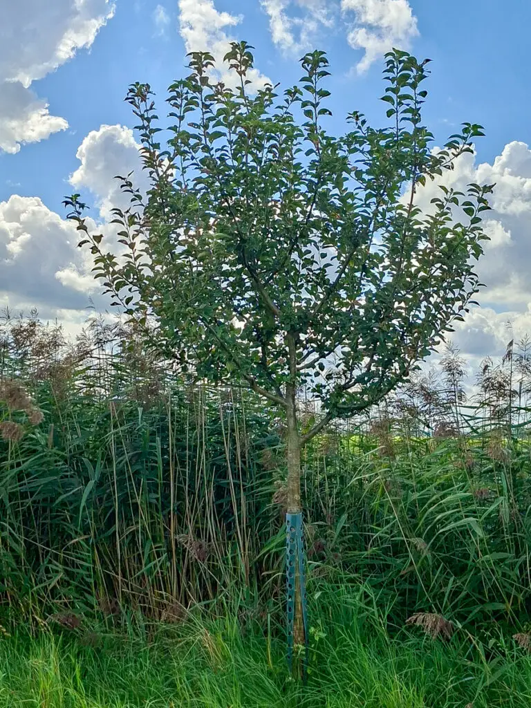 06_Goldparmäne