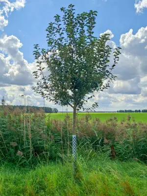 🍏 Goldparmäne – Baumpatenschaft