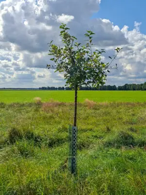 🍎 Roter Boskoop – Baumpatenschaft