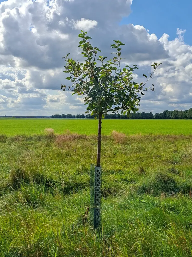 10 Roter Boskoop