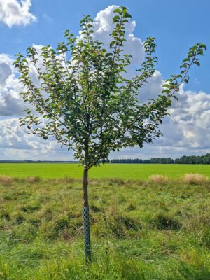 🍏 Goldparmäne – Baumpatenschaft