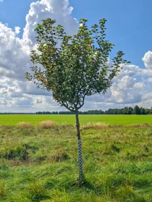 🍏 Goldparmäne – Baumpatenschaft