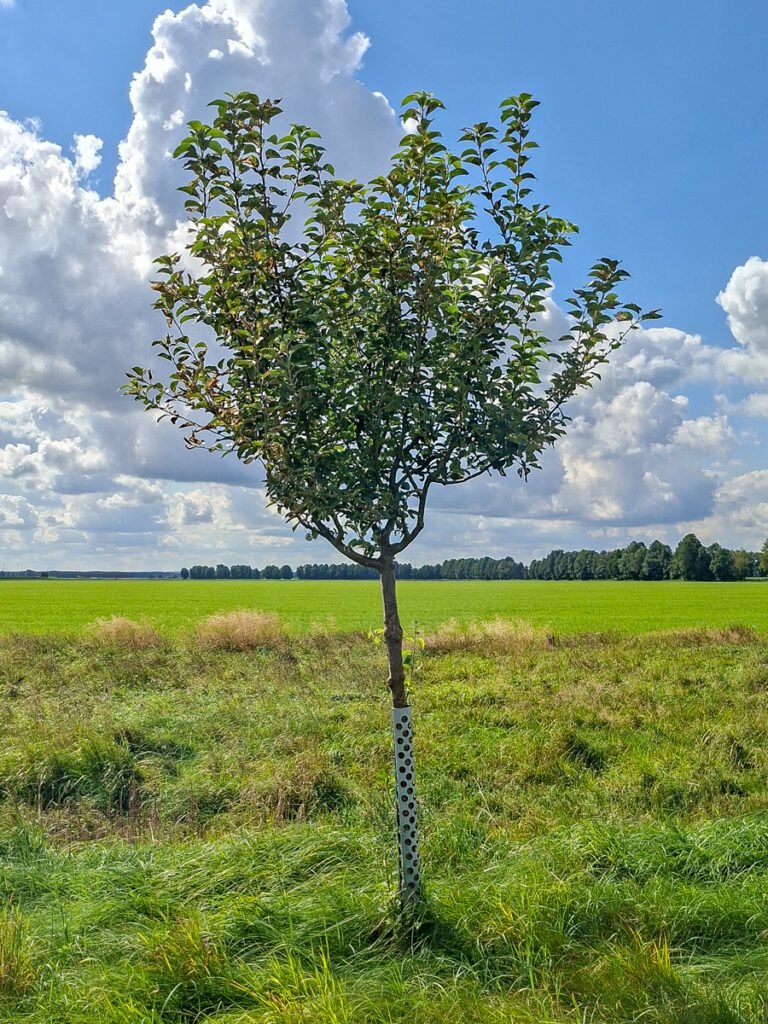 12_Goldparmäne