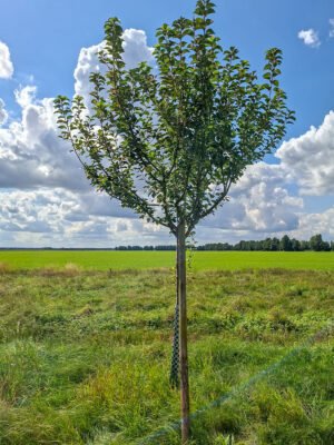 🍏 Goldparmäne – Baumpatenschaft
