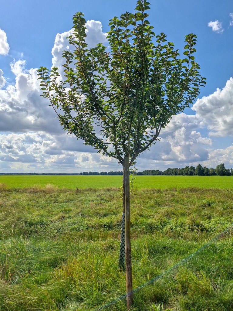 13_Goldparmäne