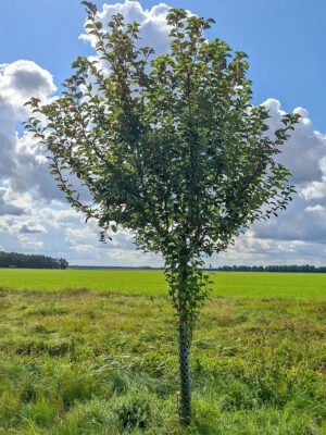 🍏 Goldparmäne – Baumpatenschaft