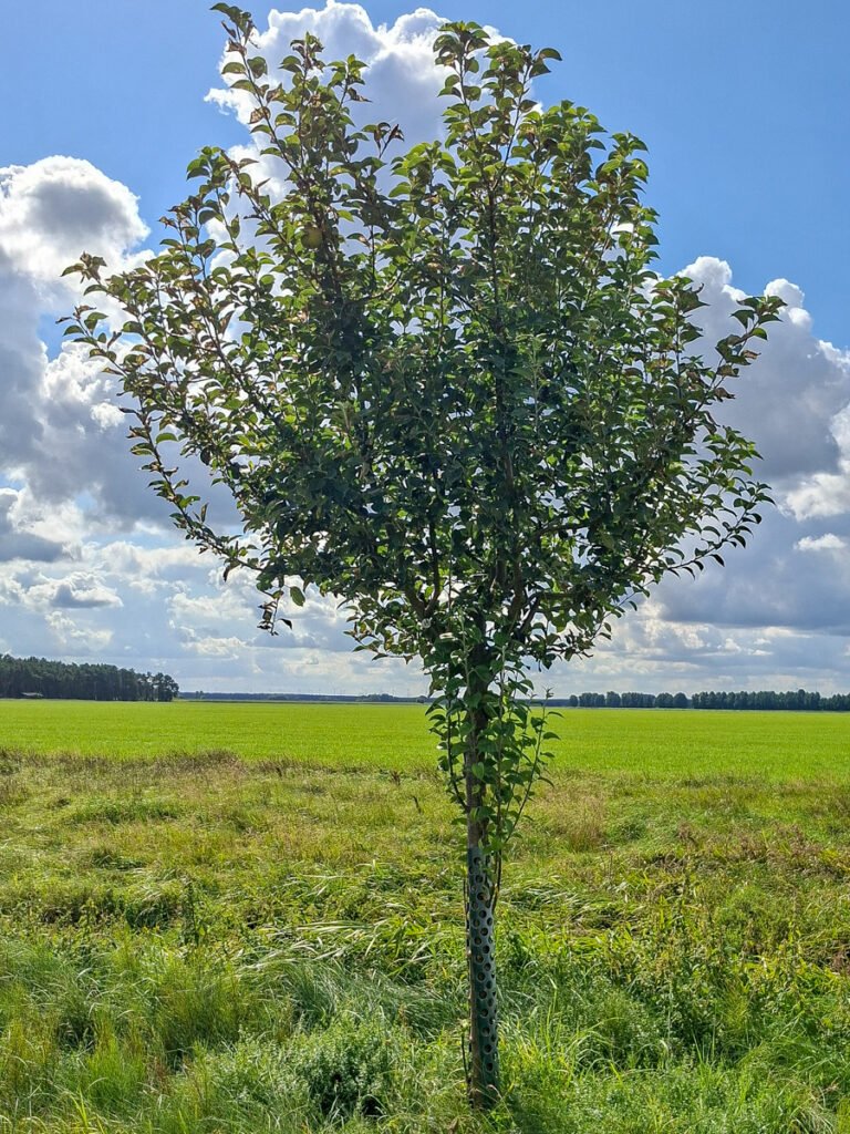 15_Goldparmäne