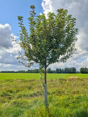 🍏 Goldparmäne – Baumpatenschaft