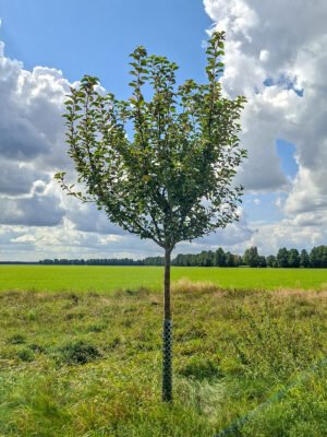 🍏 Goldparmäne – Baumpatenschaft