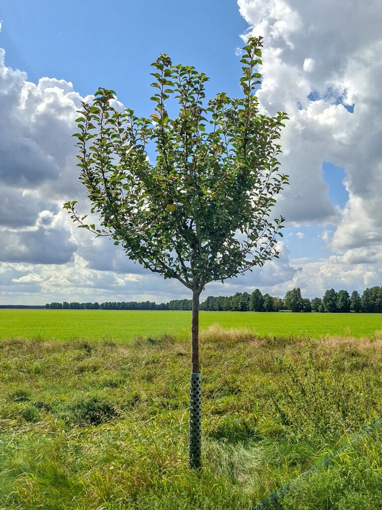17_Goldparmäne