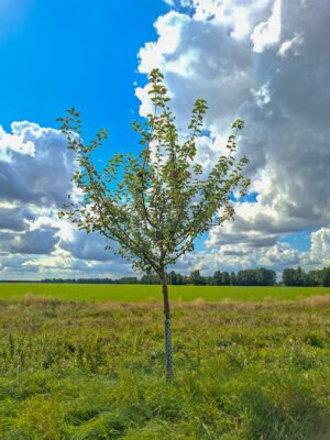 🍏 Baumanns Renette – Baumpatenschaft
