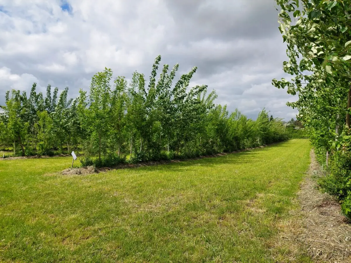 Beispiel für Agroforstsystem im Betrieb Gut & Bösel, Alt Madlitz