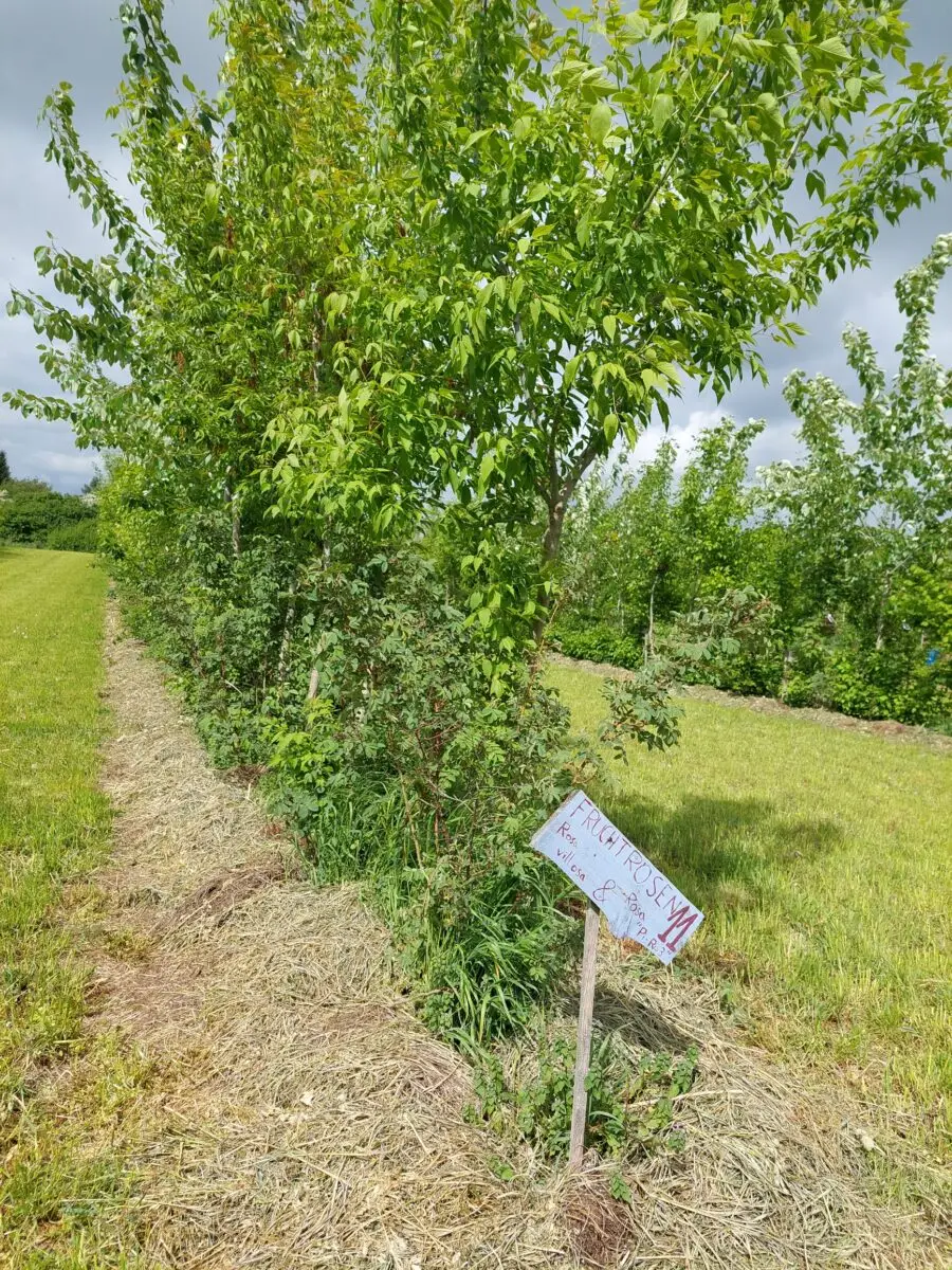 Werthölzer