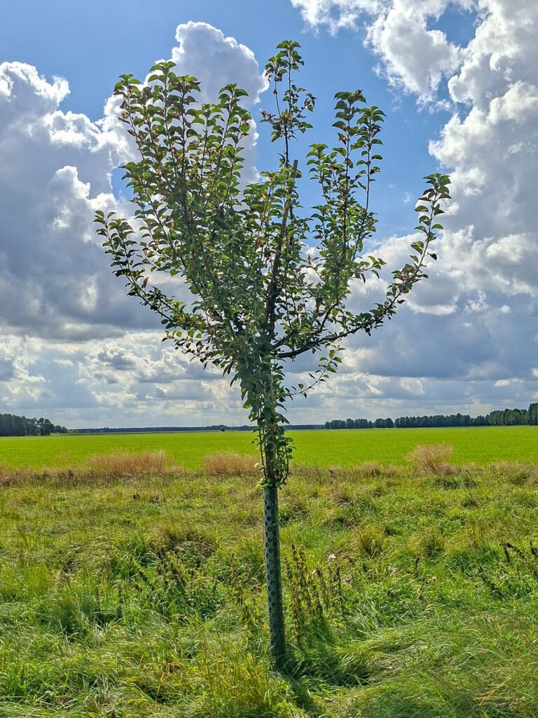 21_Goldparmäne