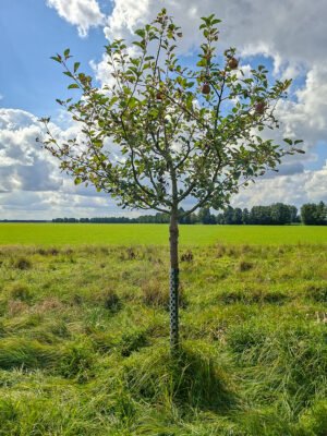 🍎 Roter Boskoop – Baumpatenschaft