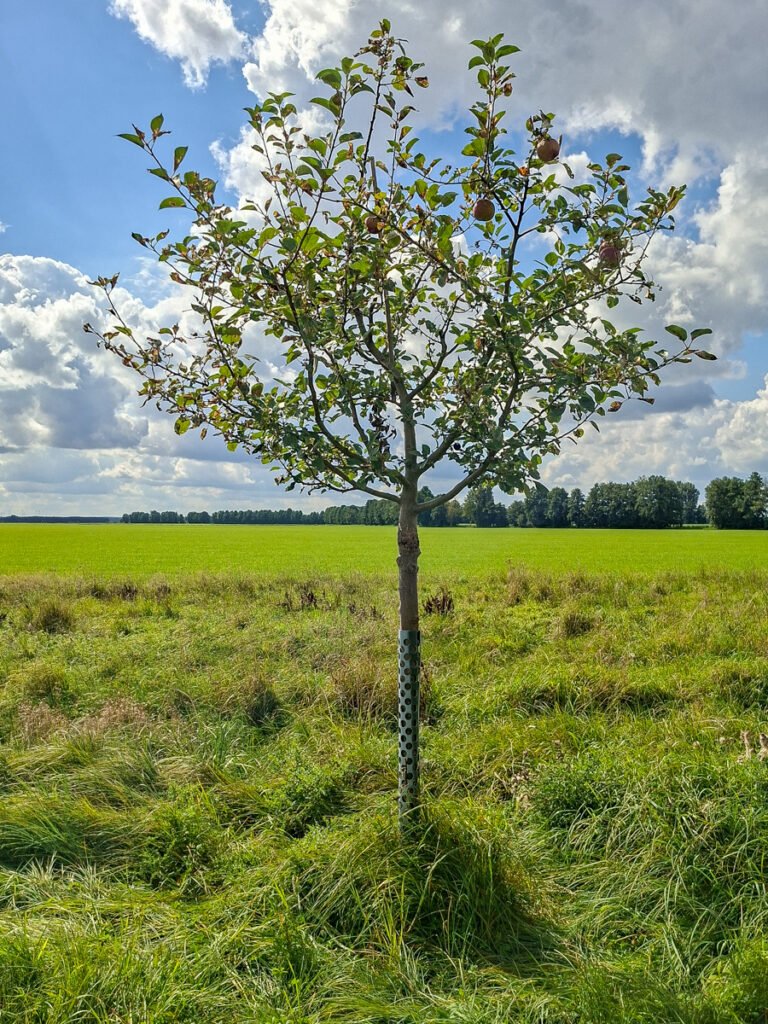 22_Roter Boskoop