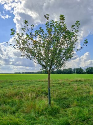 🍏 Baumanns Renette – Baumpatenschaft