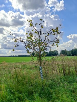 🍏 James Grieve – Baumpatenschaft