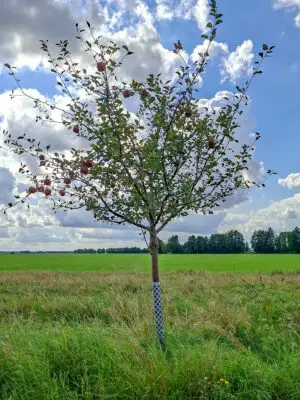 🍎 Roter Boskoop – Baumpatenschaft