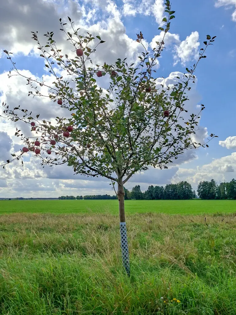 29_Roter Boskoop