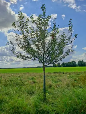 🍎 Idared – Baumpatenschaft