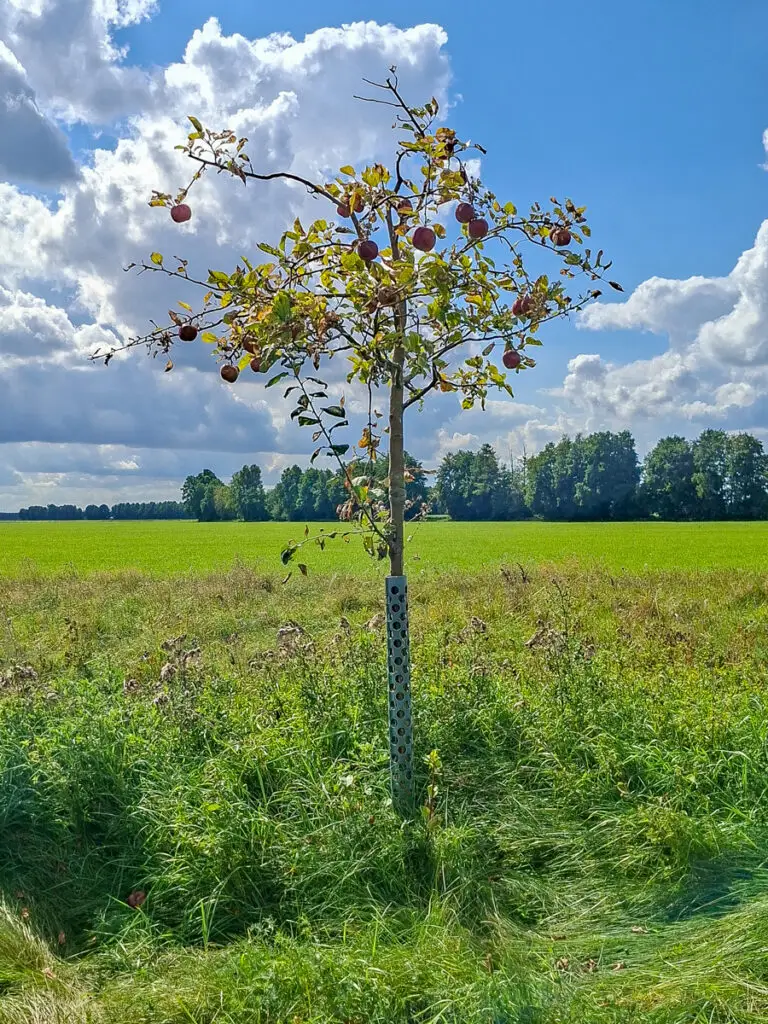 31_Roter Boskoop