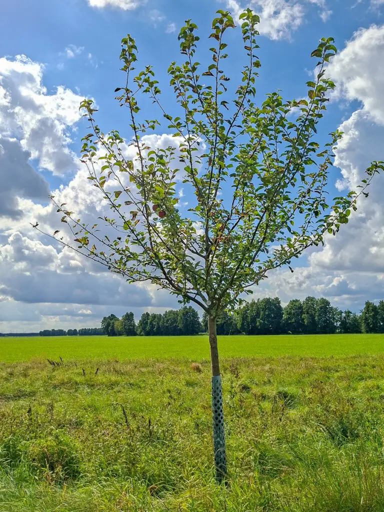 32_Idared