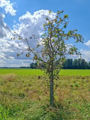 🍏 James Grieve – Baumpatenschaft Nr. 35