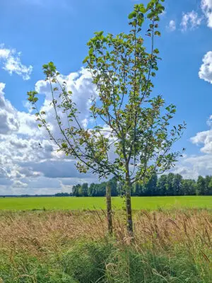 🍏 Baumanns Renette – Baumpatenschaft Nr. 36