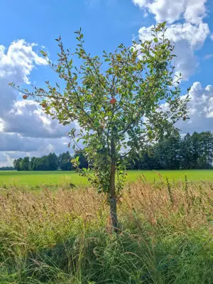 🍏 James Grieve – Baumpatenschaft Nr. 37