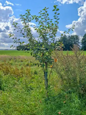 🍎 Roter Boskoop – Baumpatenschaft Nr. 40