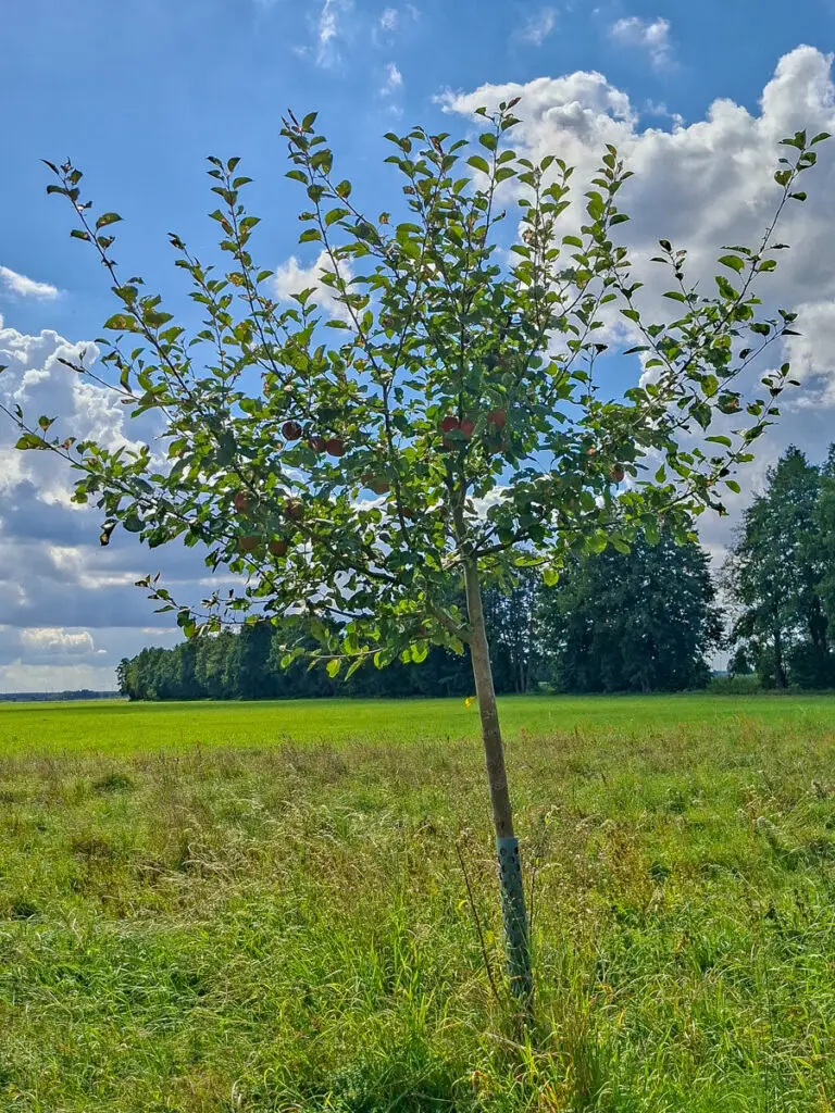 43_Roter Boskoop