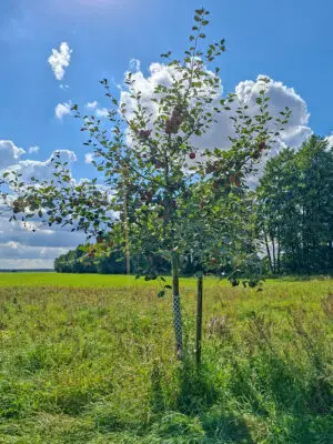 🍎 Roter Boskoop – Baumpatenschaft
