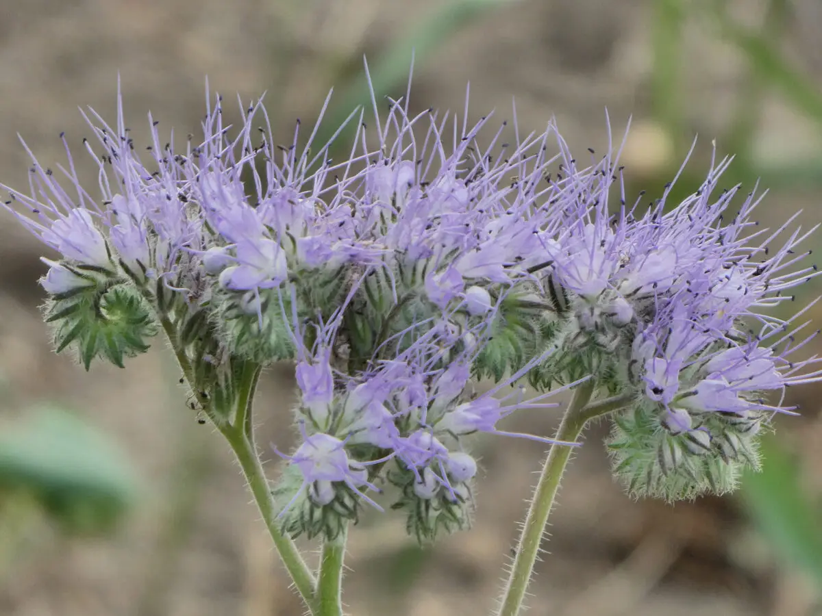 Bienenfreund