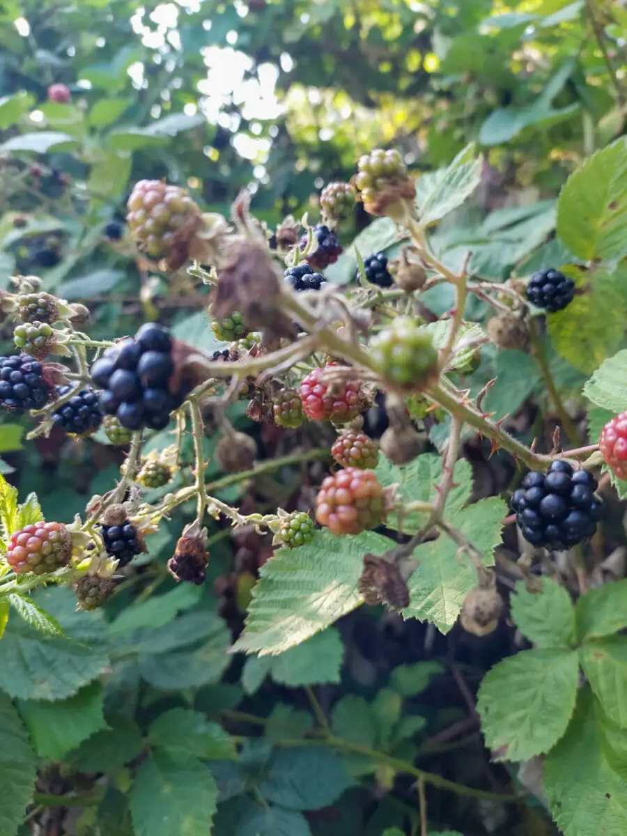 Brombeere