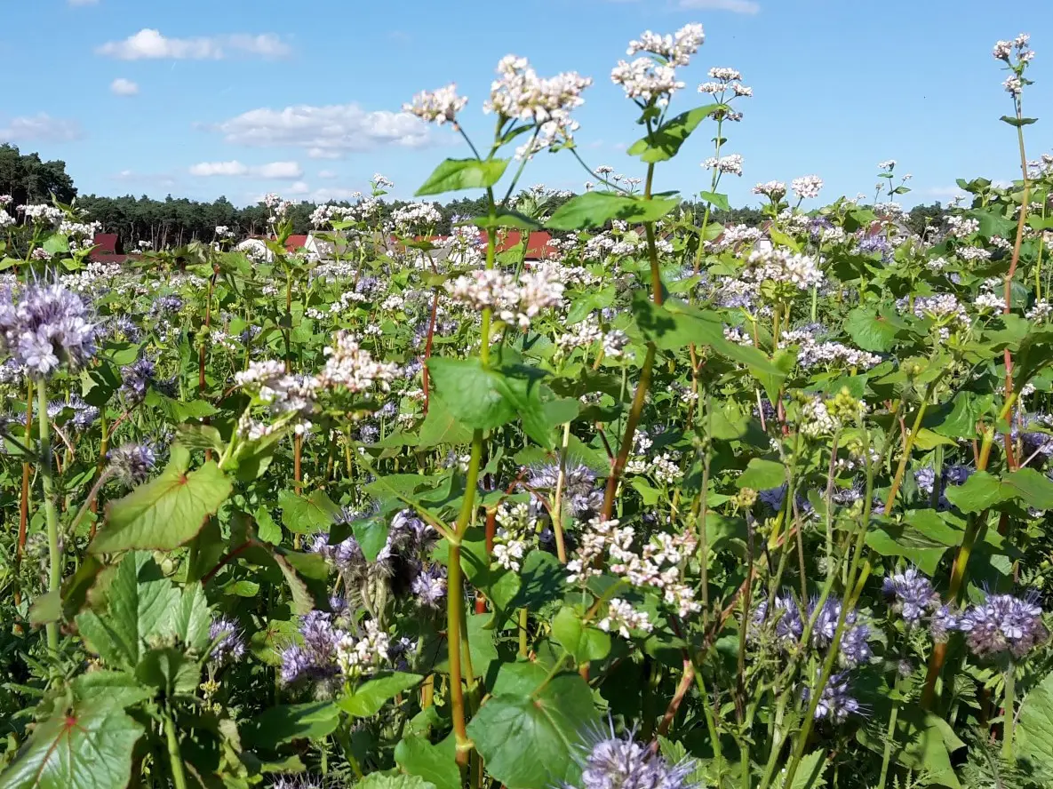 Buchweizen und Phacelia