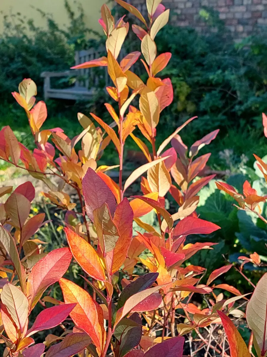 Heidelbeere im Herbstkleid